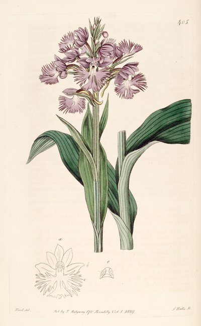 Ilustración de Platanthera grandiflora (como sin. Habenaria fimbriata) de Jams  Watts